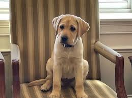 Our office greeter